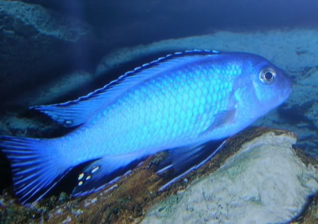 What is a cobalt blue cichlid?